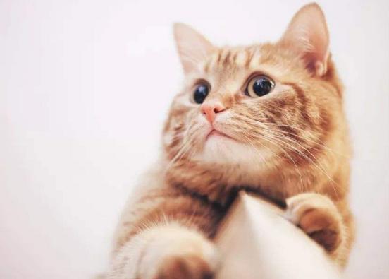 猫咪体内驱虫和体外驱虫能一起吗,猫咪体外驱虫为什么要禁食