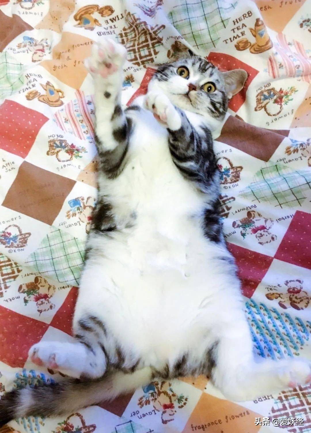 软便精有救了？干了这碗粮，养胃又护肠