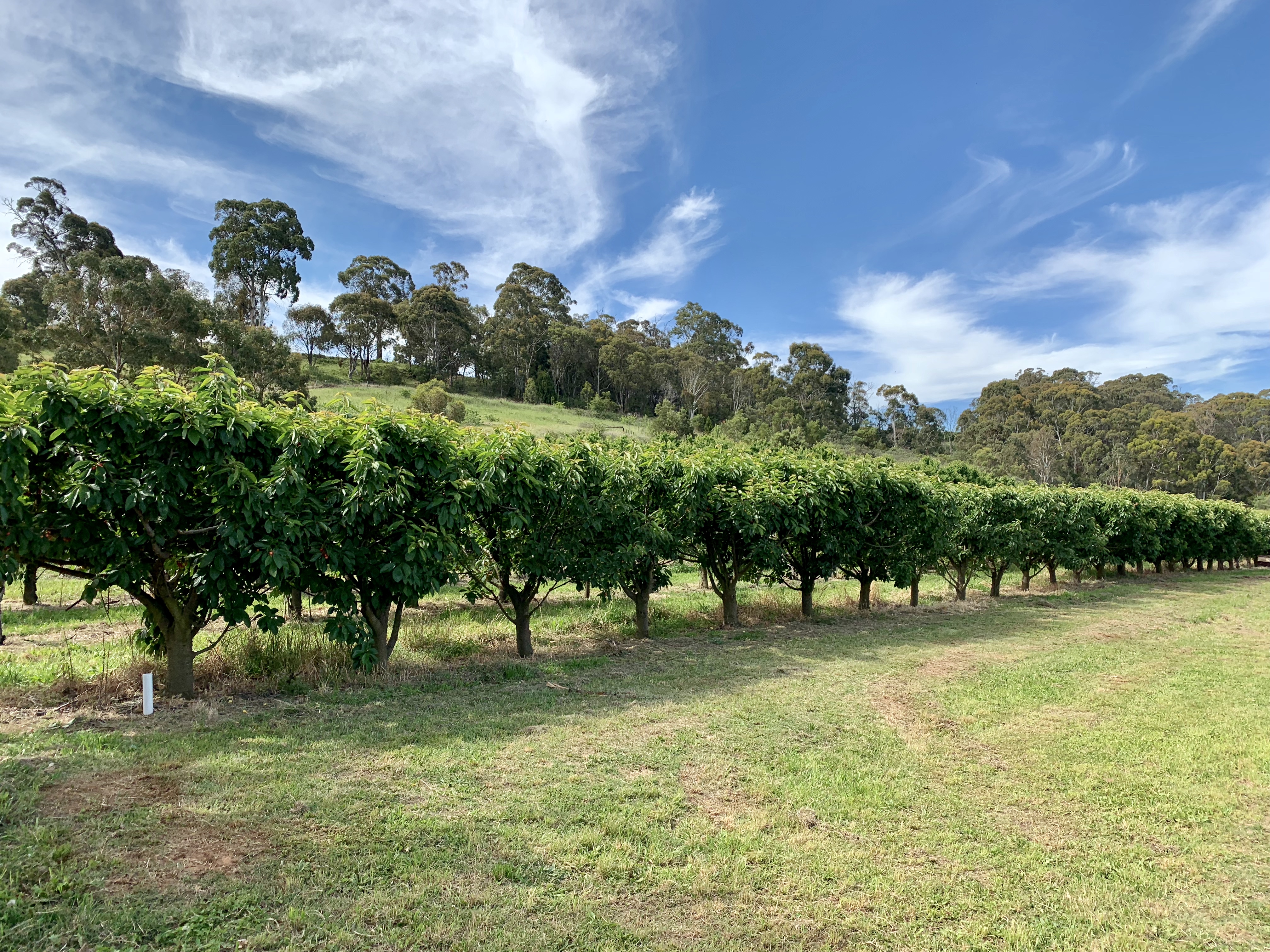 澳洲樱桃采摘,在澳洲采樱桃视频