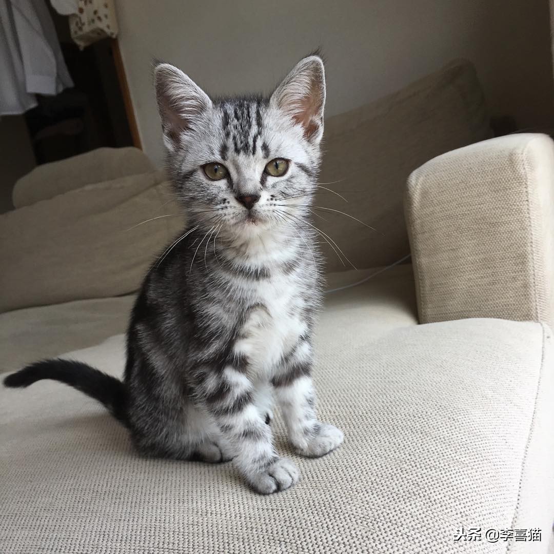 幼猫的各种叫声代表什么,幼猫的叫声越来越微弱是什么征兆