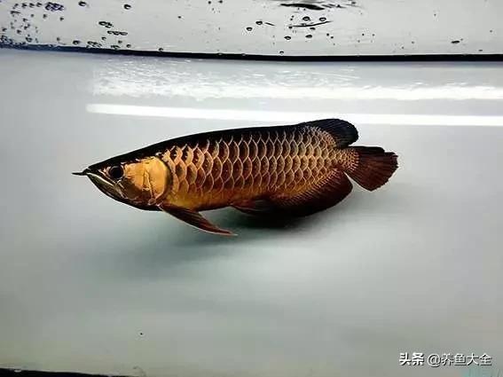 希望有着跟我一样折腾的鱼友,保持初心去对待自己的爱鱼