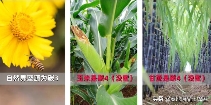 怎么选瓶装蜂蜜才能买到真蜂蜜,如何才能买到真蜂蜜