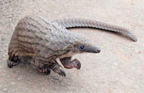 十种最不要吃的野生动物,野生动物携带的病菌很多吗