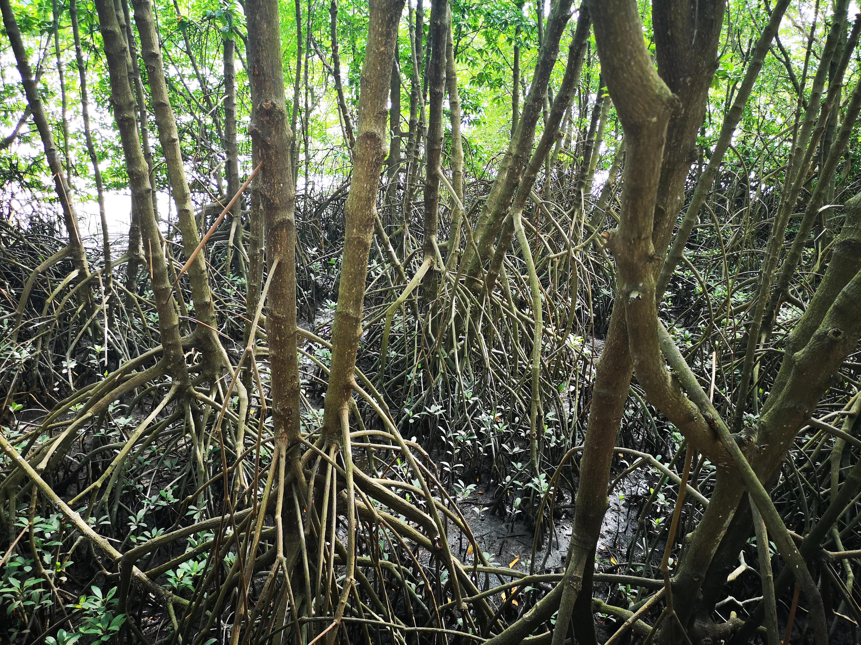 三亚红树林,神奇的亚马逊雨林