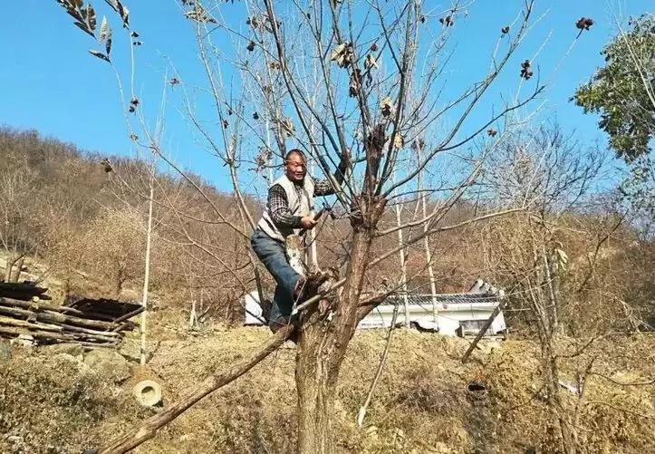 股骨头坏死患者应谨守的三大法则,左股骨头囊性变平时怎么保养