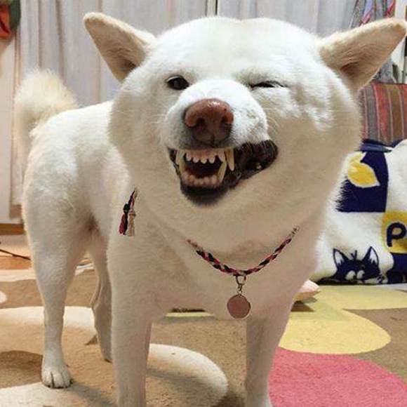 白色柴犬买贵了,白色的柴犬不属于合格的柴犬