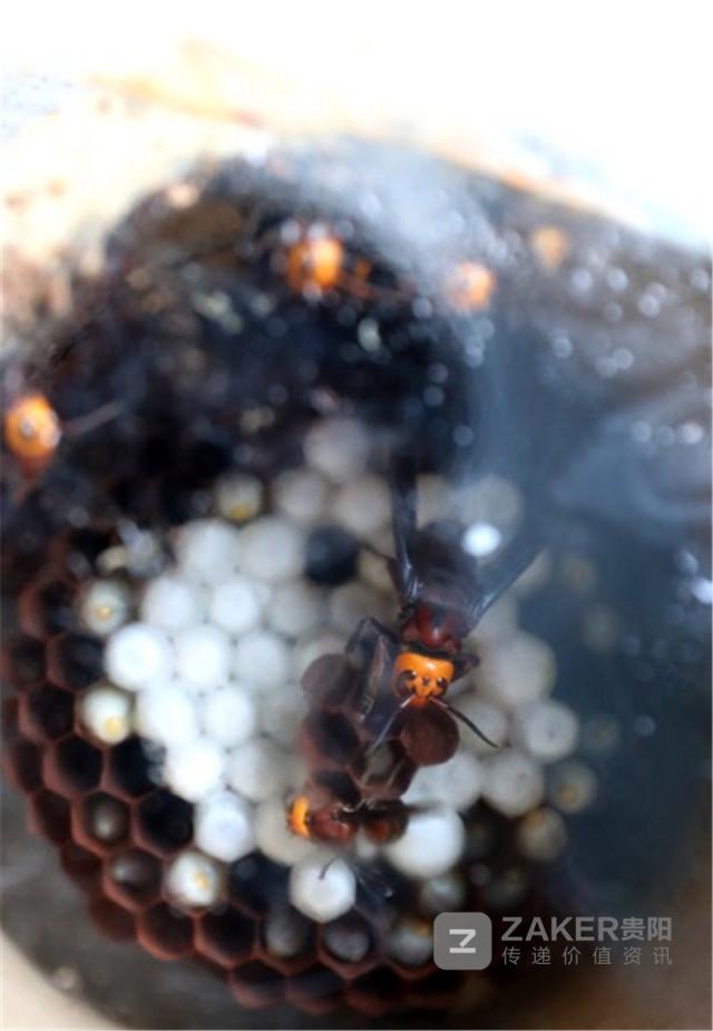 贵州榕江黑木耳丰收助农增收致富,贵州黔西林下养殖闯出致富路