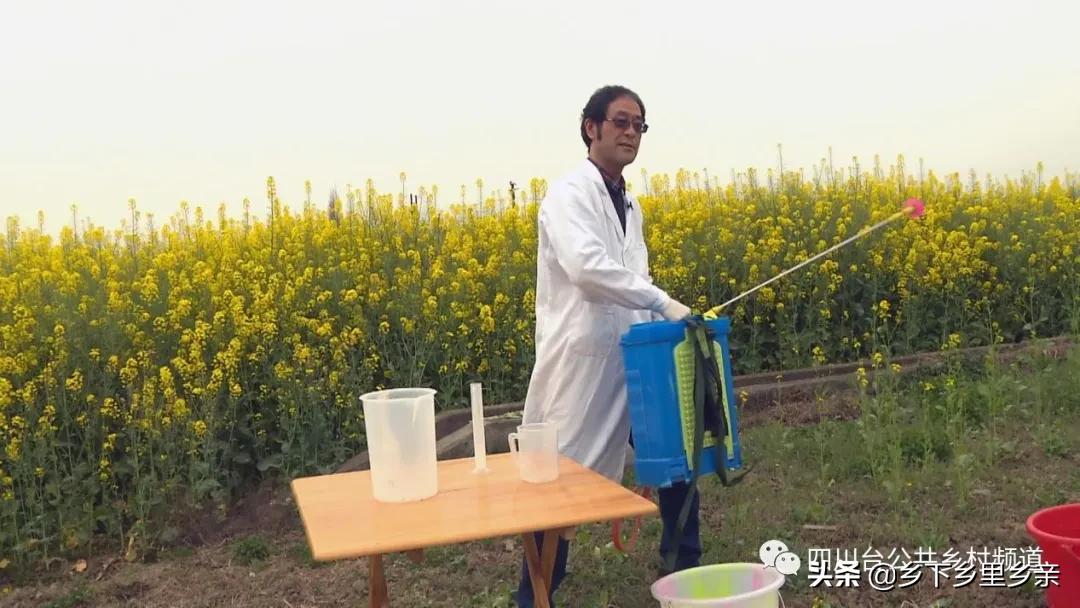 油菜得了病用什么药,油菜生病了怎么防治