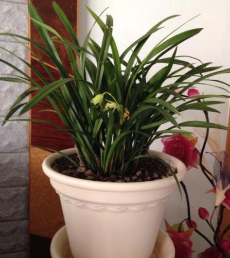 兰花换盆如何修剪根系,兰花换盆根系修剪