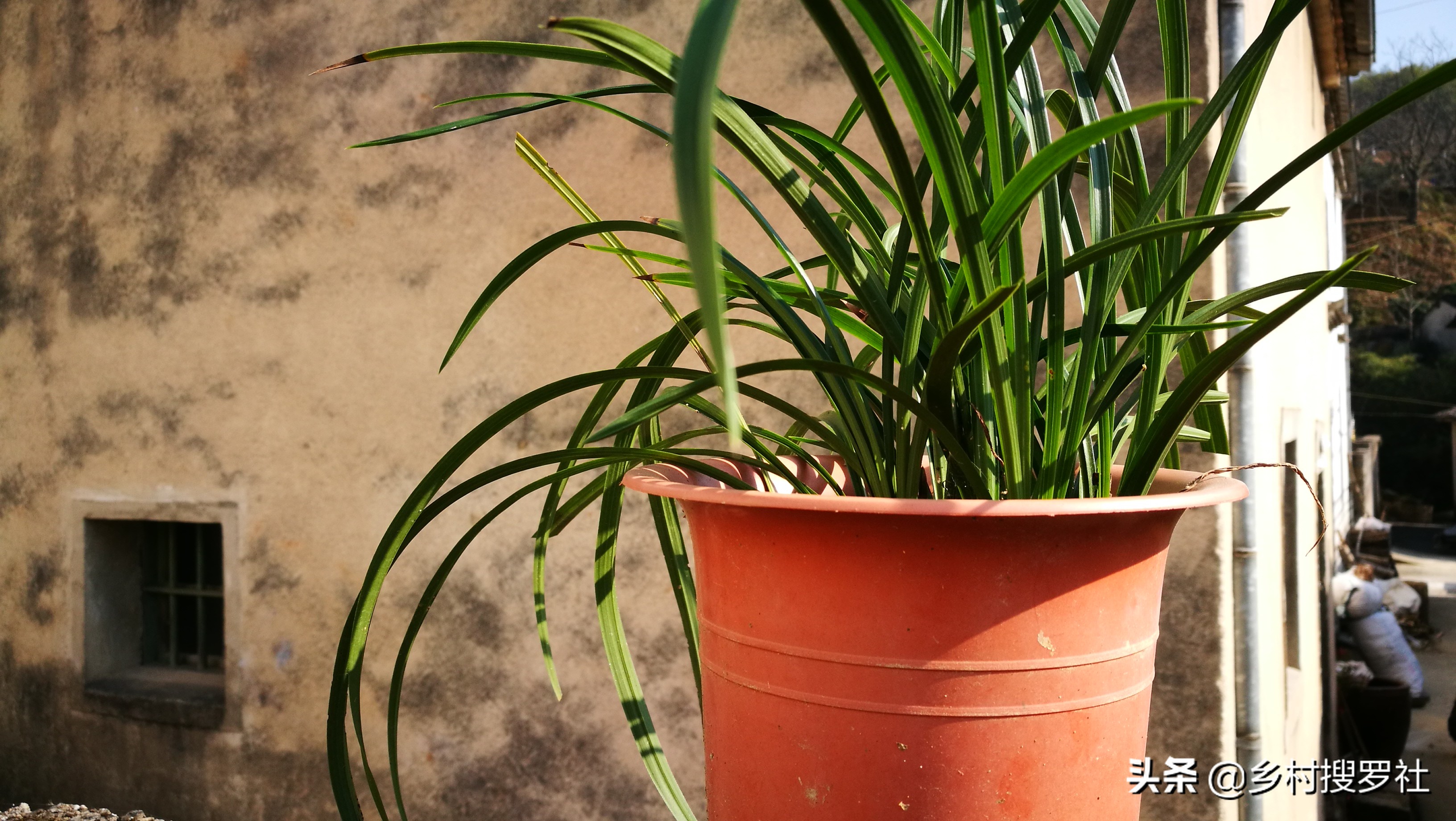 春兰开的都是素花怎么回事,春兰开素花好吗