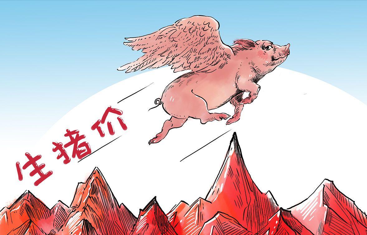 五连跌后收涨停,猪价2涨2跌10月行情如何走