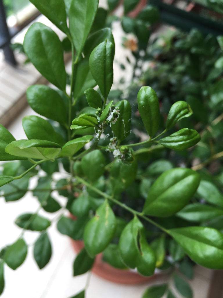 家中九里香树的养护方法,九里香树怎么养才能开花