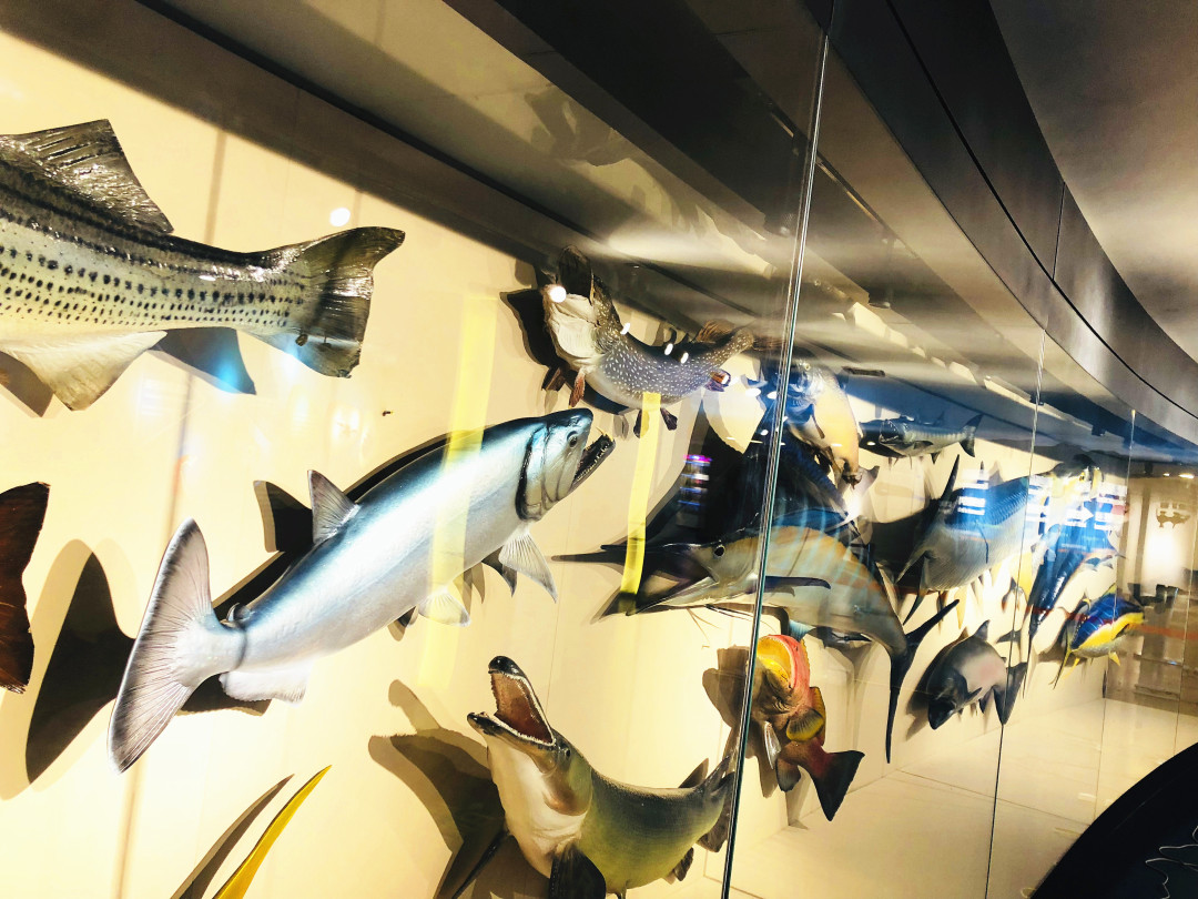 青岛贝林自然博物馆,青岛贝林博物馆门票优惠政策