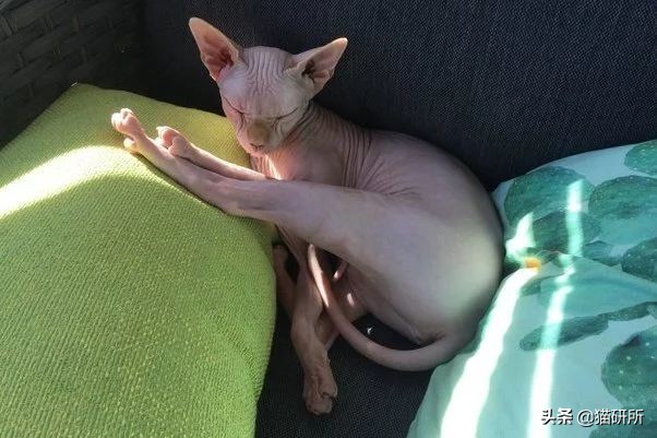 猫咪脚上有伤口得把毛全剃了吗,猫咪冬天剪毛发会感冒么