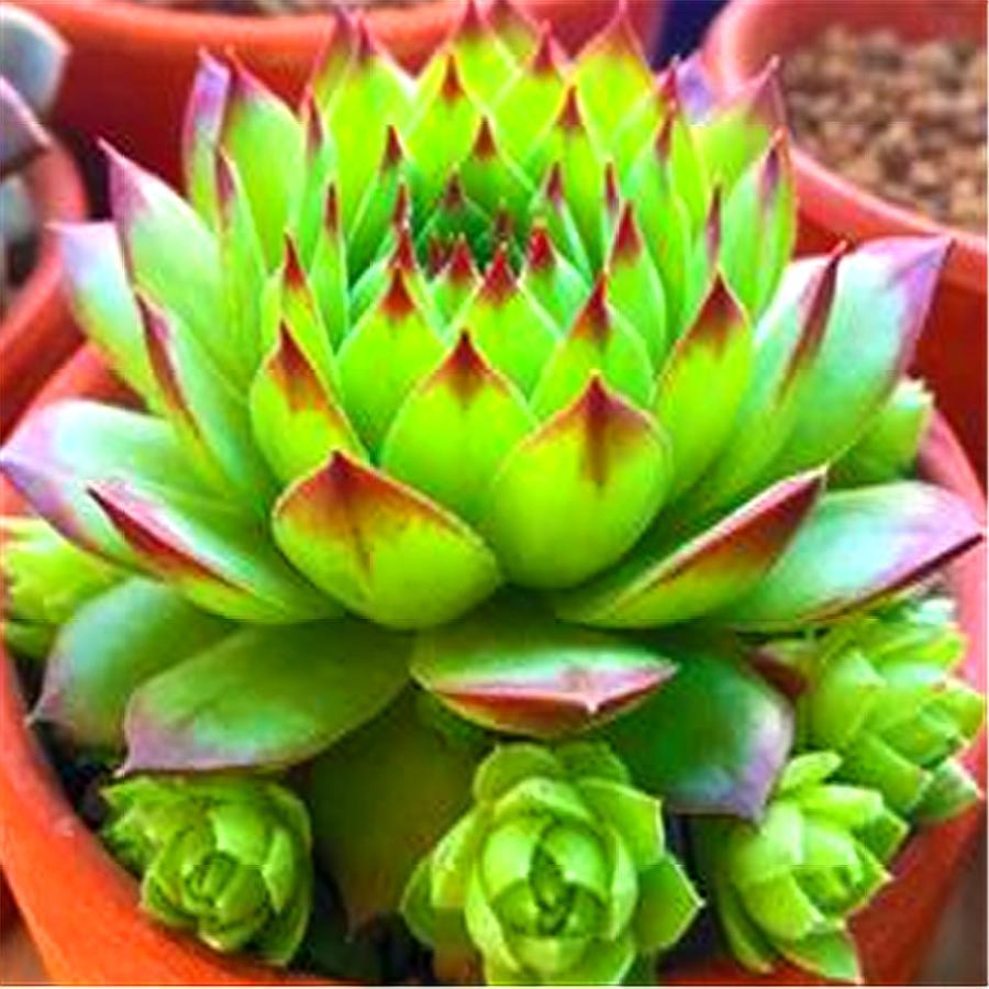 观音莲怎么服盆快生长快,观音莲怎么上色最好看