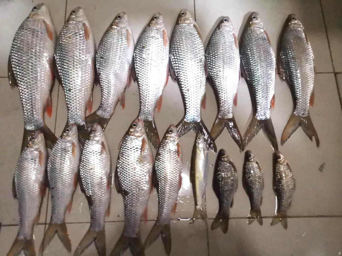 妄想山海鲮鱼成熟后怎么进阶,钓鲮鱼1.5主线0.8子线可以吗