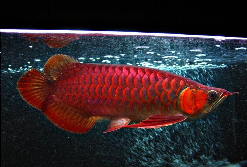 龙鱼肠炎治愈案例,龙鱼肠炎怎么治疗最有效