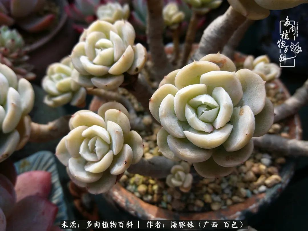 七月的雨,八月的风,多肉植物,我还是喜欢你