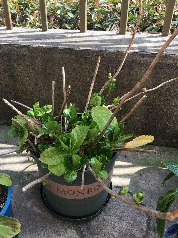 想让花开得漂亮用什么,绣球花开花少不缺阳光不缺肥