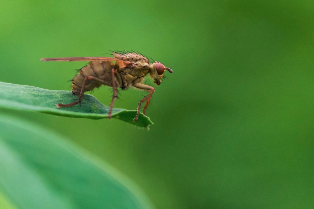 基因蚊,基因武器消灭蚊子