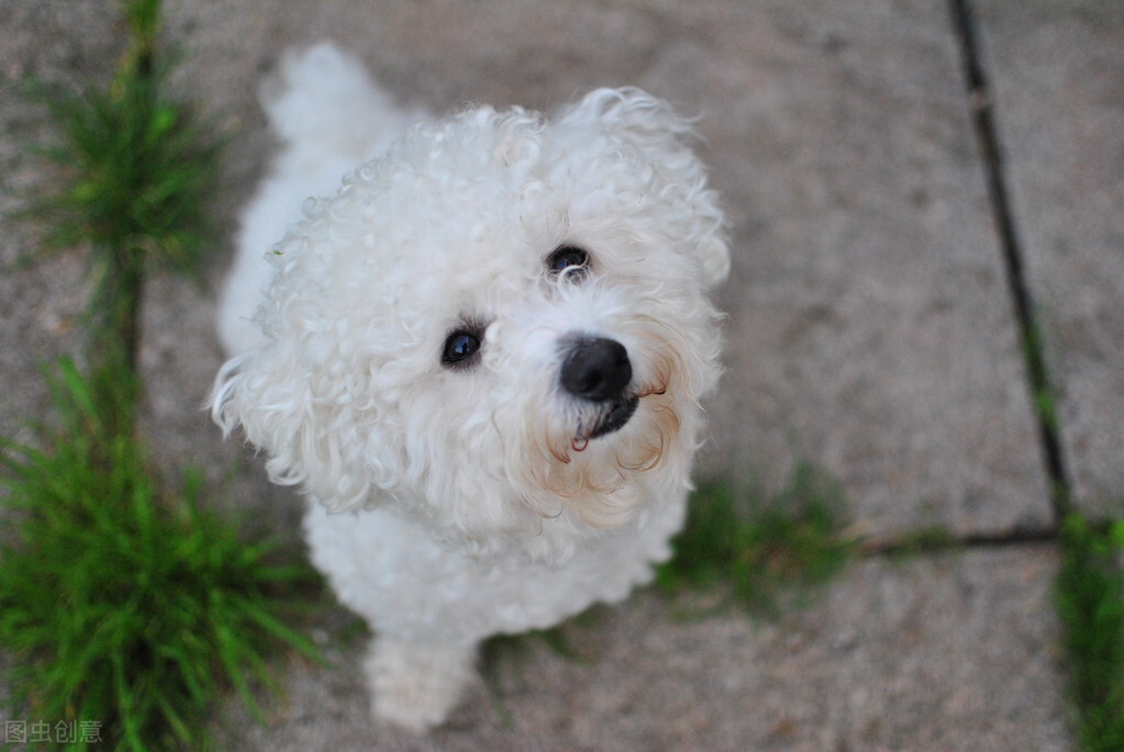 比熊犬泪痕怎么处理,比熊犬泪痕用什么擦