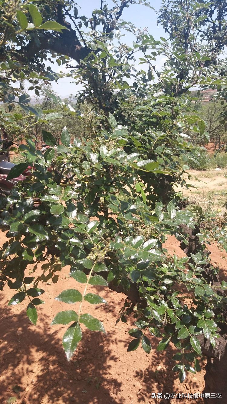 如何防治花椒树上的蚜虫,如何治花椒树上的蚜虫