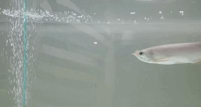 养龙鱼用什么缸最合适？讲真的，这门学问你可能只掌握了1%