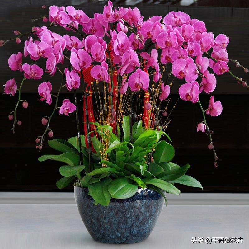 蝴蝶兰最好的烂根补救方法,蝴蝶兰全部烂根最佳补救方法