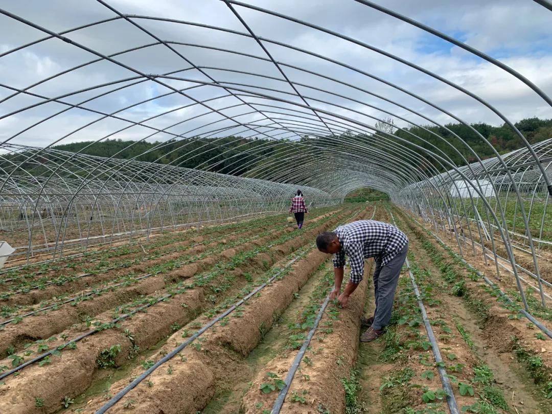 黄峰：“苗”准新商机“种”下二次创业梦