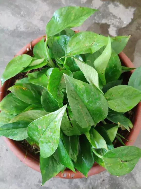 绿萝吊兰爱“吃土”,2年盆土“吃光光”,说啥也要换土!