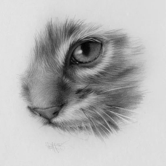 素描动物入门知识,素描动物简单入门教程狗