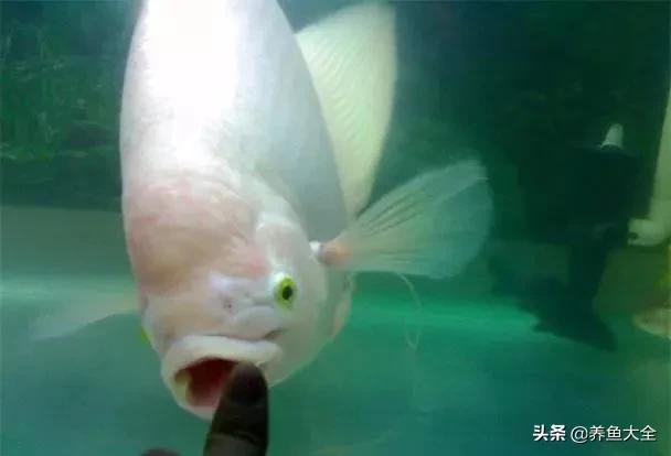 六毛鞭虫用什么药,六毛鞭虫什么样