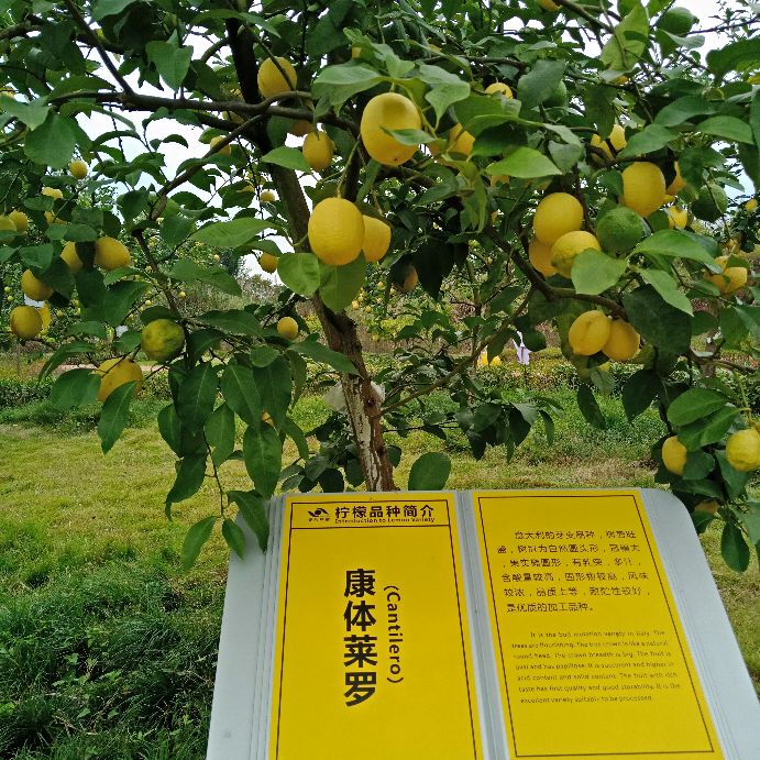 安岳柠檬小镇宝森收门票不,安岳宝森柠檬小镇门票