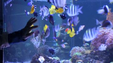 色彩斑斓的海底珊瑚,五彩缤纷的海洋生物视频