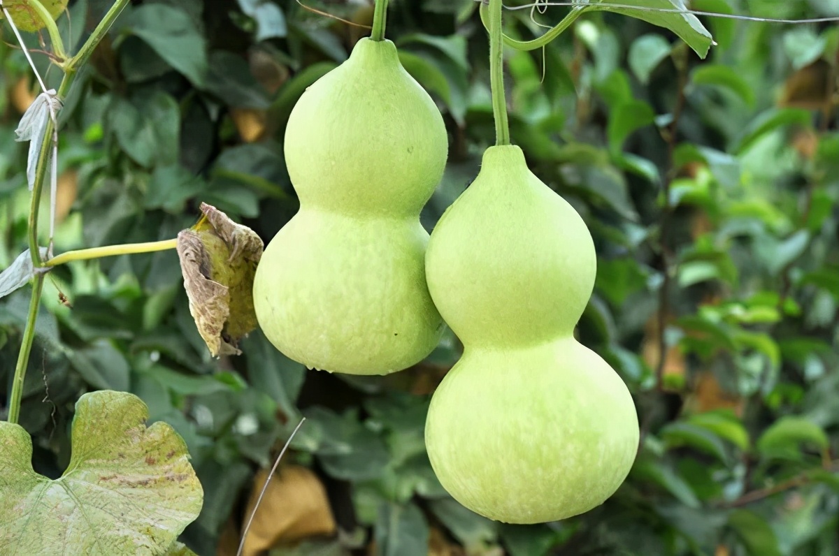 视觉山亭｜葫芦套里的葫芦