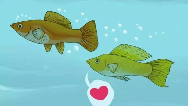 怎么判断鱼怀孕还是腹水,鱼肚子大了怎么判断怀孕