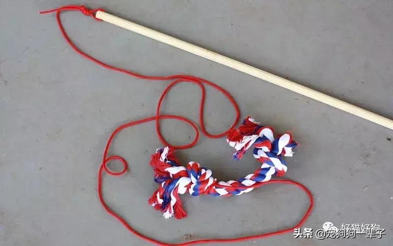 让狗狗安静下来的最简单办法,学会以下招数让狗狗训练有素