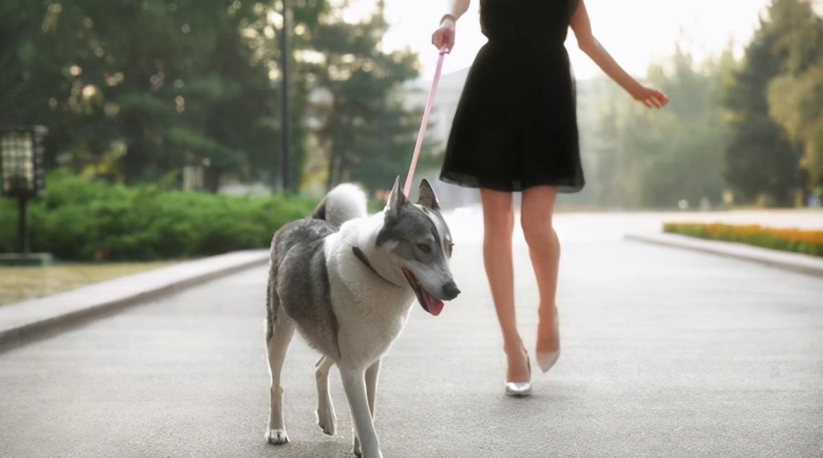 遇到恶狗攻击人如何自救,恶狗攻击人