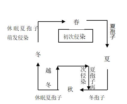 高粱锈病与紫斑病区别图片,高粱锈病的防治方法是什么