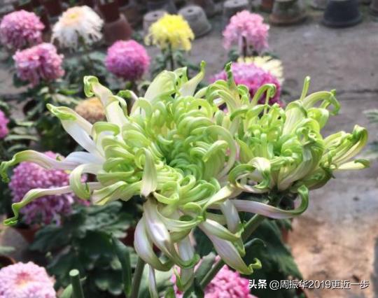 为什么一朵菊花有七八种颜色呢,一株菊花开出7种颜色