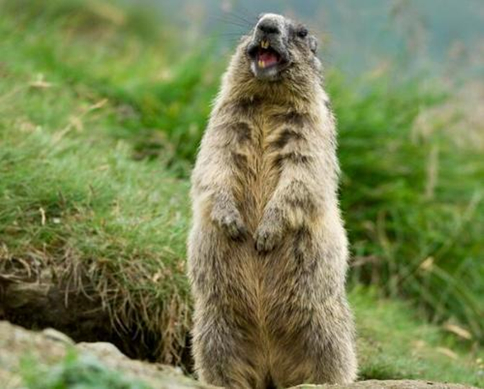 土拨鼠是一种动物吗,土拨鼠是一种什么动物