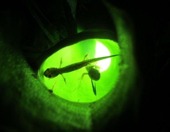 吸血鬼的科学分析,吸血鬼有关的研究