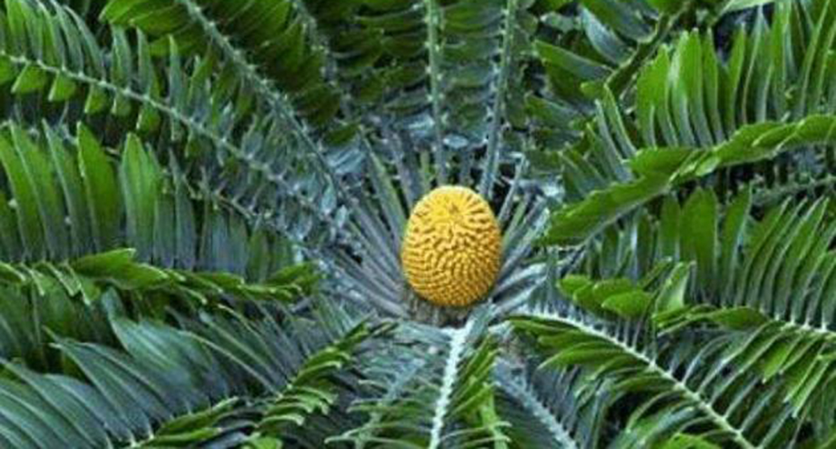 伍德苏铁：寻妻百年的铁树鳏夫，全球仅一棵，克隆的树苗价值15万