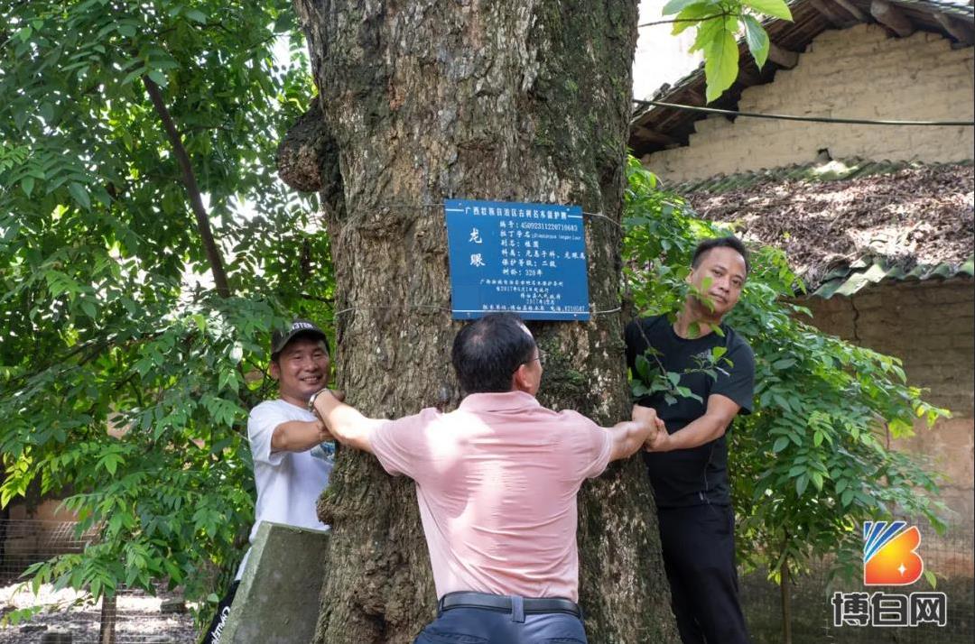 活久见！快成精了？博白发现明朝古树，至今600多年