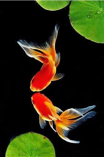 这些五彩斑斓的金鱼养眼又养心,最美的观赏金鱼值得一看