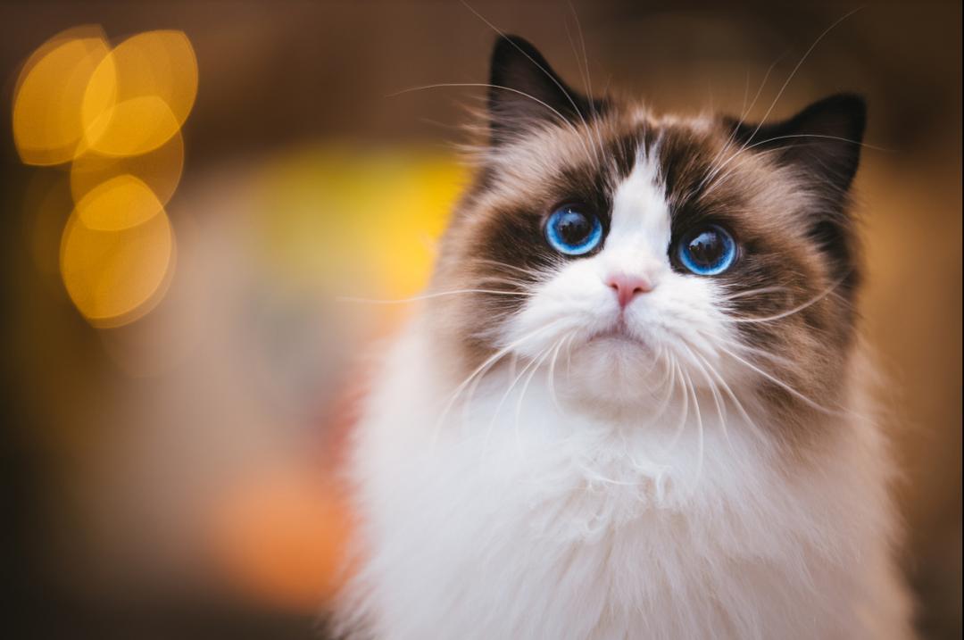 哺乳期的母猫受孕几率高吗,母猫怀孕期间有奶水吗