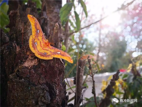 腾冲樱花谷樱花节,腾冲樱花谷最佳观赏季