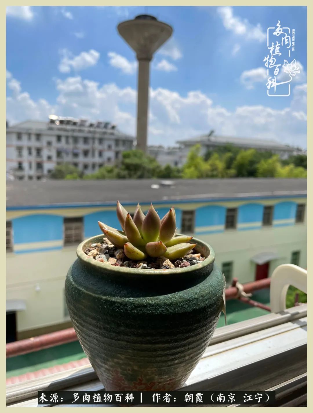 多肉最美的飘枝品种,多肉最美老桩