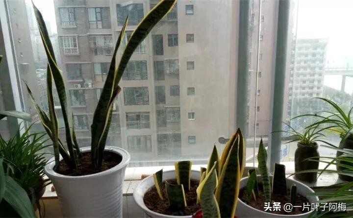 虎皮兰该如何正确养护,虎皮兰叶子发软怎么修剪