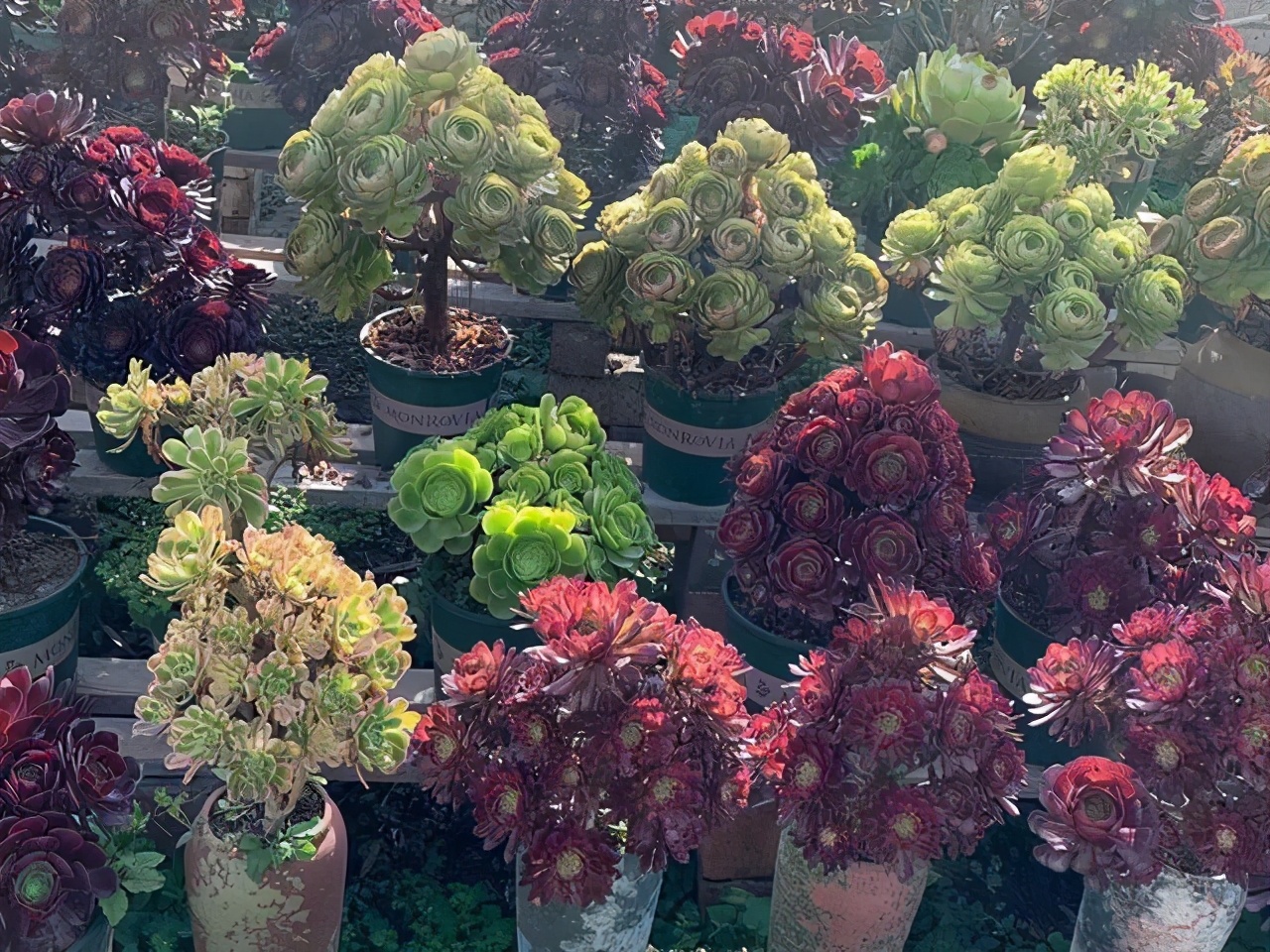 多肉美杜莎精品,多肉美杜莎多少钱一斤